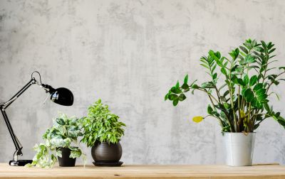 Wallpaper Installation in Denver County, CO